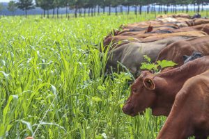 Fertility in Ultra High Density Grazing