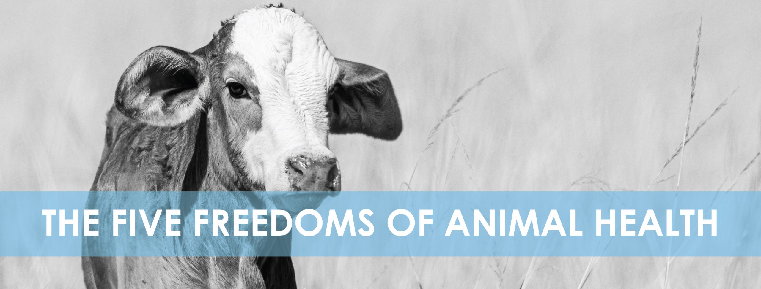 The Five Freedoms of Animal Welfare