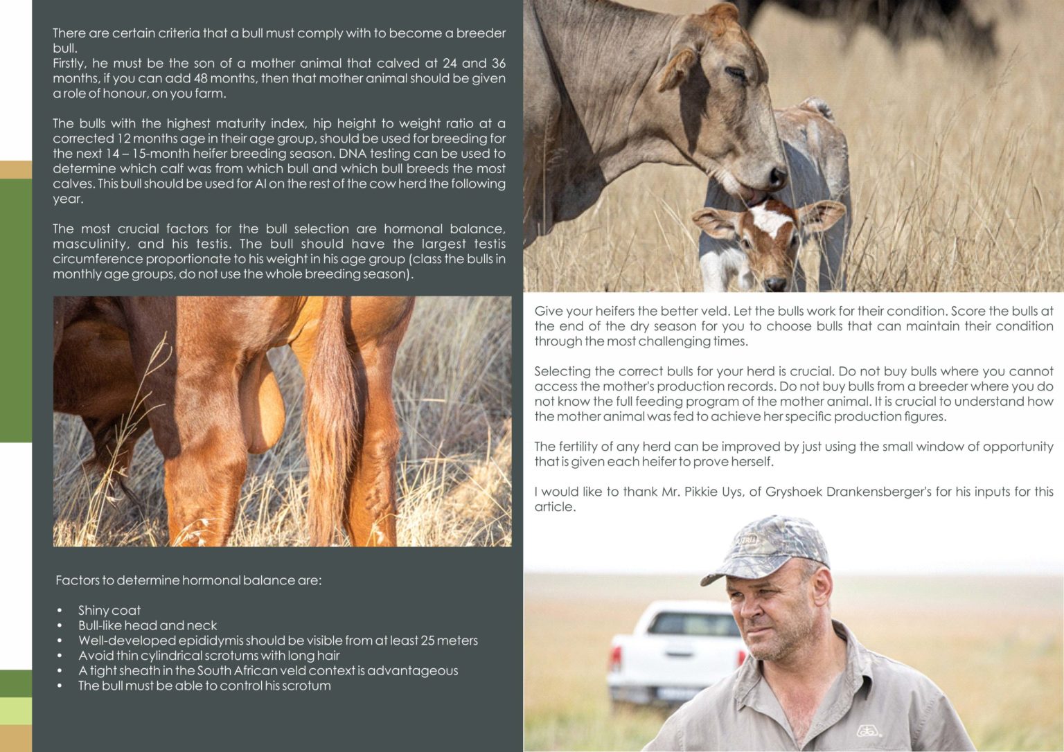 How can we breed the perfect bull? Breeding Of A Bull How can we breed the perfect bull? Breeding Of A Bull