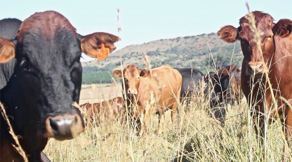 Improving Soil Health for Maximum Long-Term Profitability in Beef ...